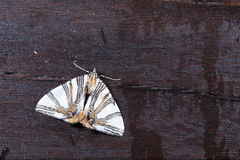 Callabraxas convexa