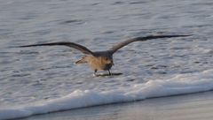 Leucophaeus modestus