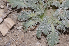 Glyptopleura marginata