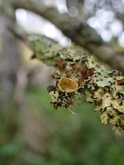 Hypogymnia lophyrea