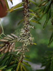 Hypogymnia hultenii
