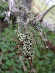 Hypogymnia lophyrea