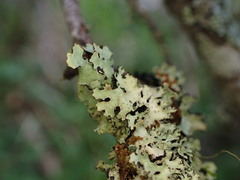 Hypogymnia lophyrea