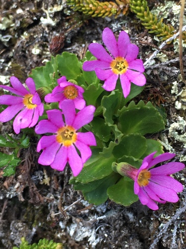 Wedge-leaf Primrose