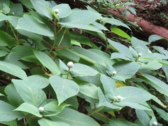 Hydrangea involucrata