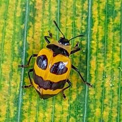 Oligocorynus