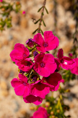 Pileanthus filifolius