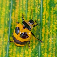 Oligocorynus
