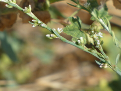 Polygonum argyrocoleon