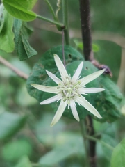 Passiflora pavonis