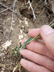 Boechera divaricarpa