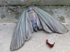 Macrobrochis staudingeri