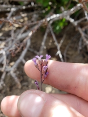 Boechera divaricarpa