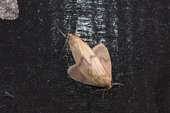 Teuloma tainebula