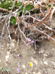 Boechera divaricarpa