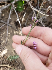 Boechera divaricarpa