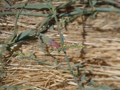 Polygonum argyrocoleon