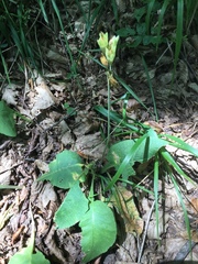 Primulaceae