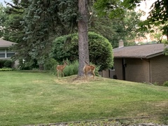 Odocoileus virginianus