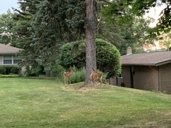 Odocoileus virginianus