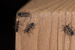 Physopelta gutta gutta