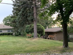 Odocoileus virginianus