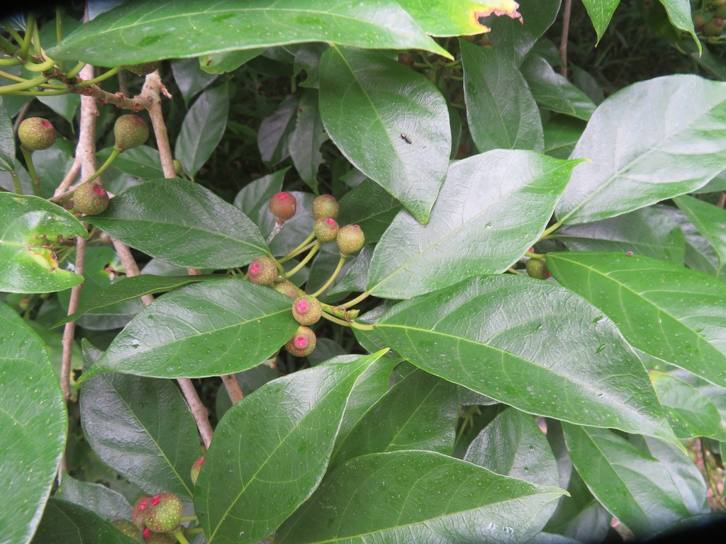 천선과나무 from Iwawada, Onjuku, Isumi District, Chiba 299-5105... 犬枇杷, inubiwa. · iNaturalist 천선과나무 (Ficus erecta)