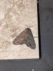 Gloveria arizonensis