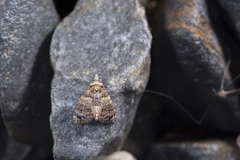 Chlumetia transversa