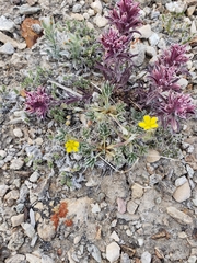Potentilla pseudosericea