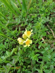 Linaria japonica