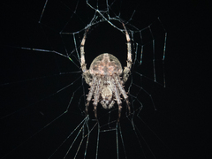 Neoscona multiplicans