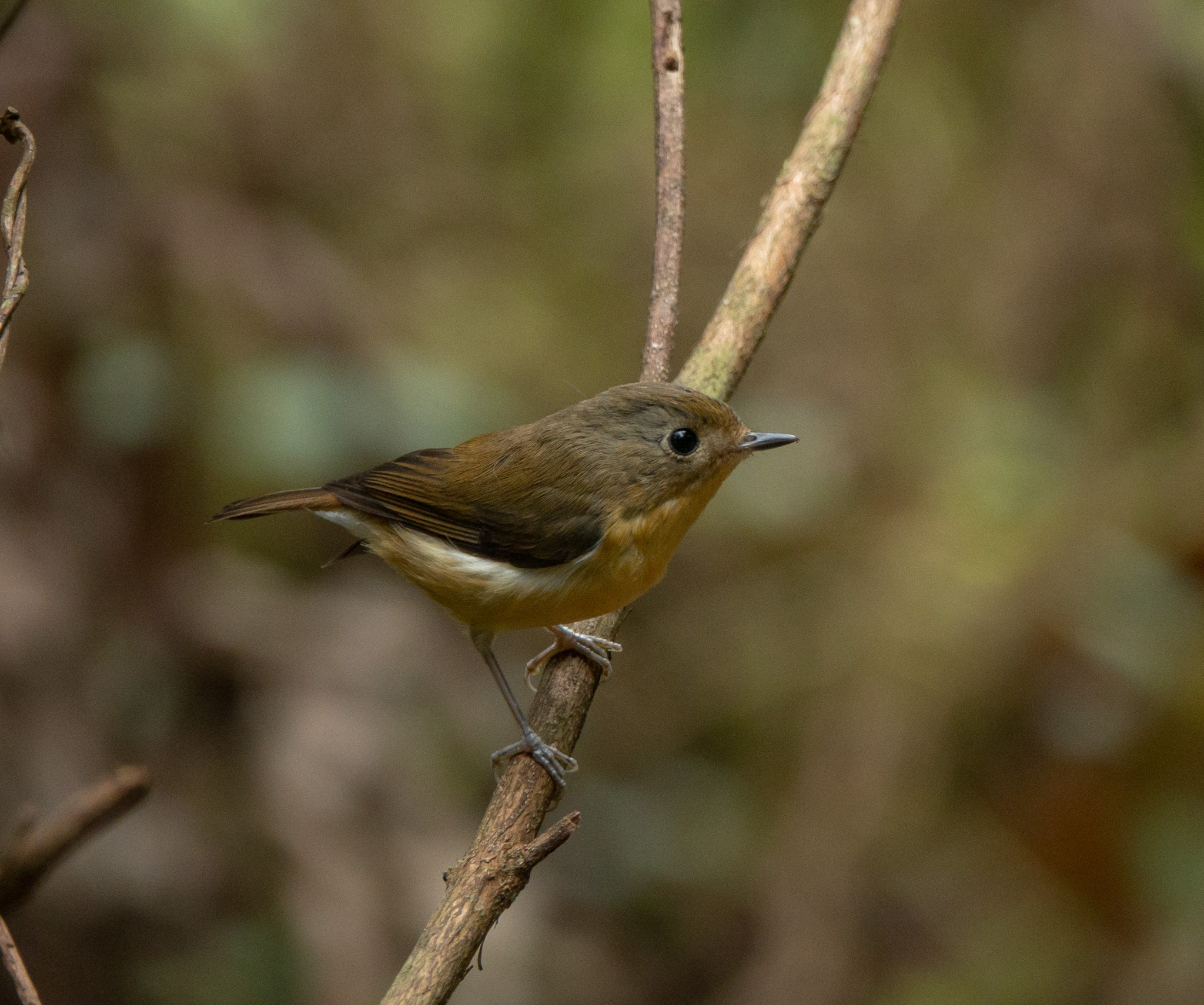 Pygmy Flycatcher illustration