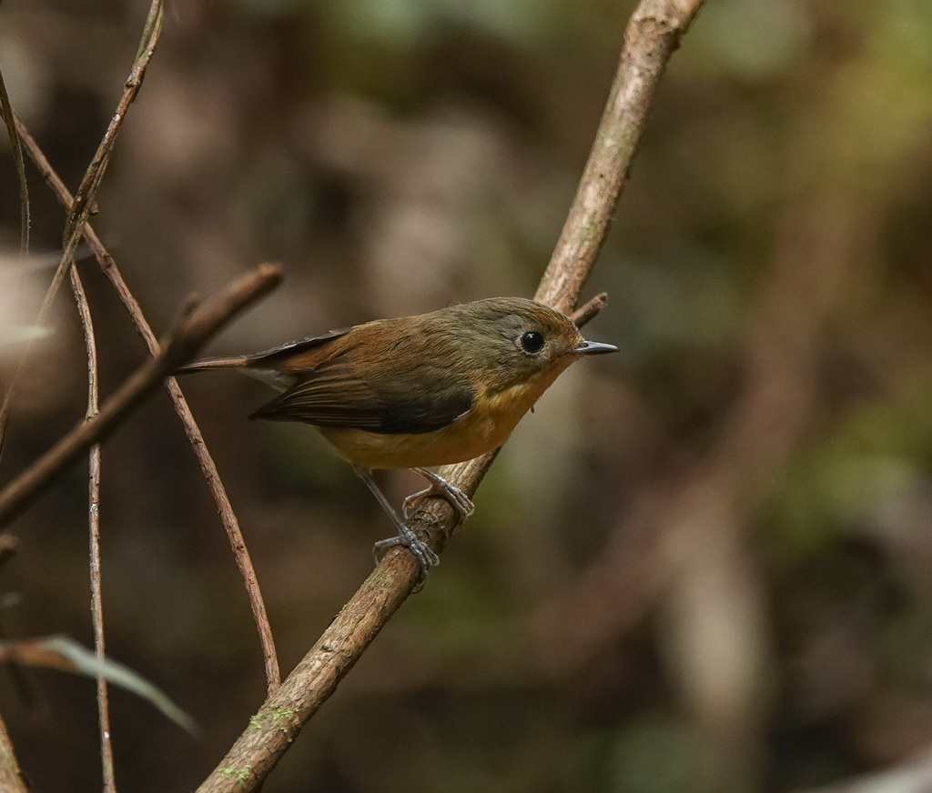 Pygmy Flycatcher