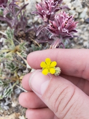 Potentilla pseudosericea