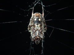 Neoscona multiplicans