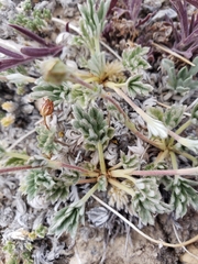 Potentilla pseudosericea