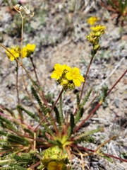 Ivesia lycopodioides scandularis