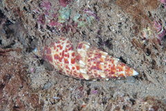 Mitra papalis
