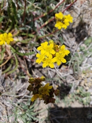 Ivesia lycopodioides scandularis