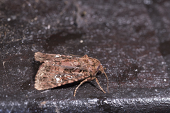 Feliniopsis tripunctata