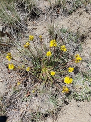 Ivesia lycopodioides scandularis
