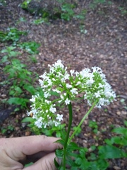 Valeriana rossica