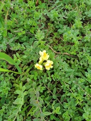 Linaria japonica