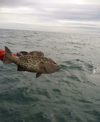 Mycteroperca microlepis