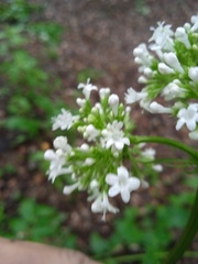 Valeriana rossica