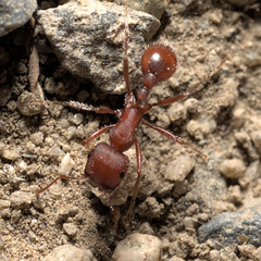 Pogonomyrmex salinus