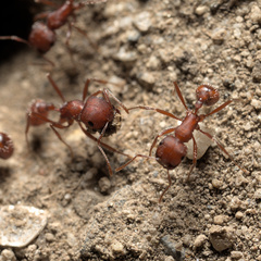 Pogonomyrmex salinus