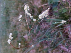 Koenigia alpina