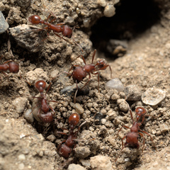 Pogonomyrmex salinus